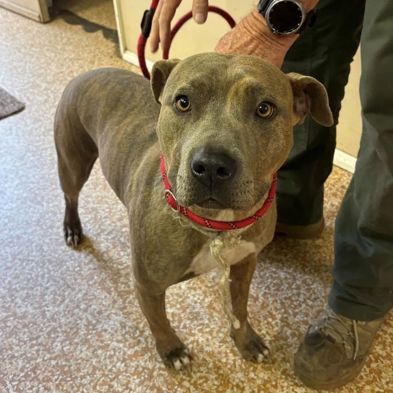 An adult medium-sized female Gray / Blue / Silver Pit Bull Terrier dog named Xena for adoption in Chehalis, WA