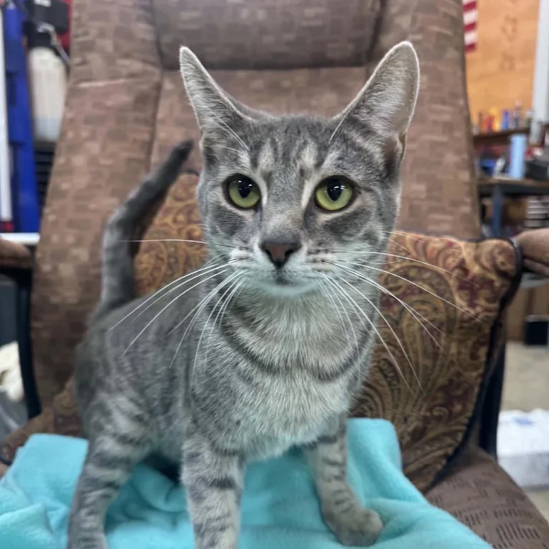 A young medium-sized female Gray / Blue / Silver Domestic Short Hair cat named Mama Mackenzie for adoption in Ferndale, WA