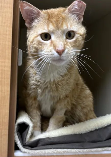 An adult medium-sized male Domestic Short Hair cat named Creamsicle for adoption in Dedham, MA