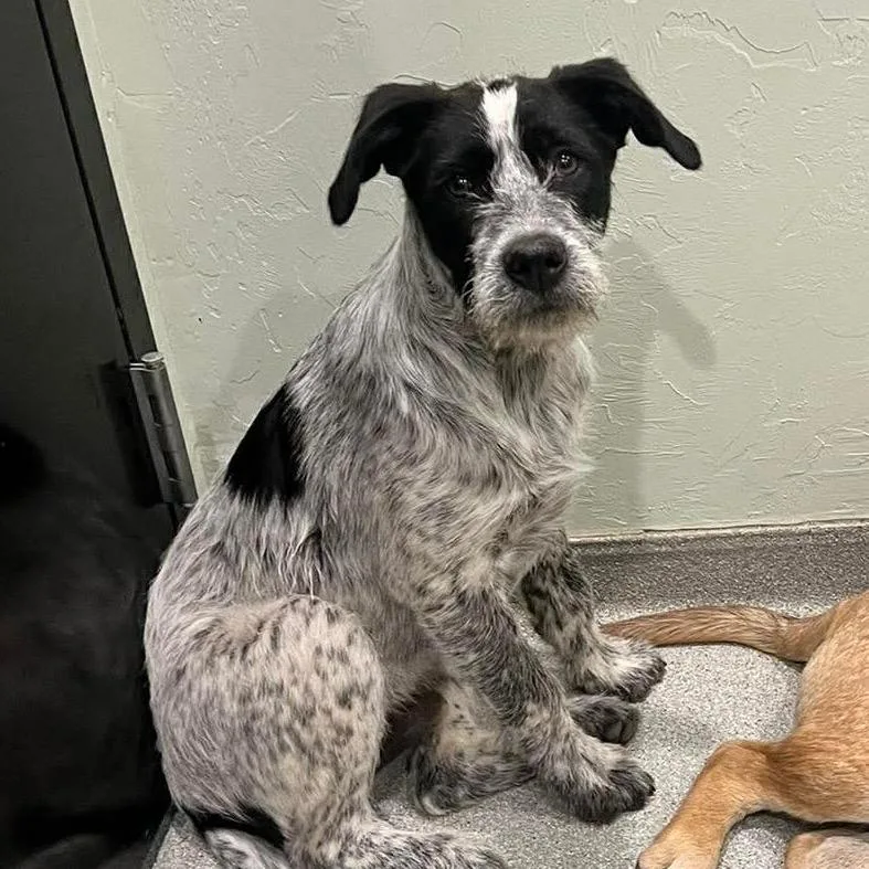 A baby medium-sized male Gray / Blue / Silver Mixed Breed dog named Rowan for adoption in Oxford, ME