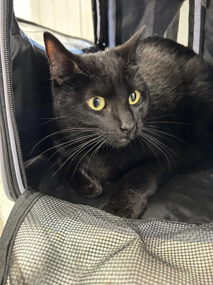 A young small-sized female Black Domestic Short Hair cat named Pepper for adoption in Ontario, CA