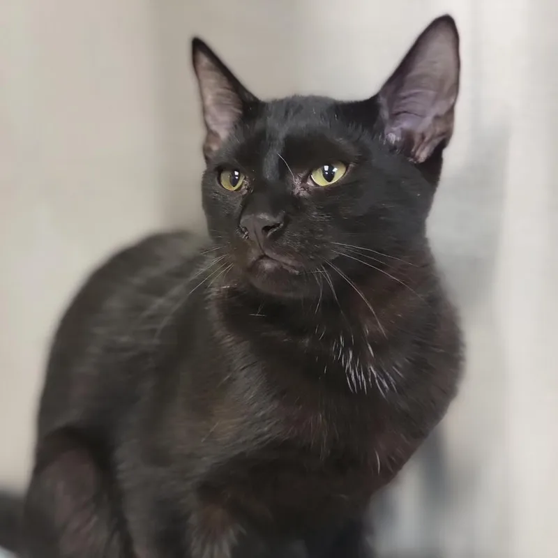 A baby medium-sized male Black Domestic Short Hair cat named Sergio for adoption in Sarasota, FL