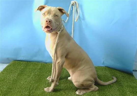 A young large-sized male Pit Bull Terrier dog named Sky for adoption in Gardena, CA