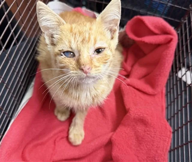A baby small-sized female Domestic Short Hair cat named Tulip for adoption in San Bernardino, CA