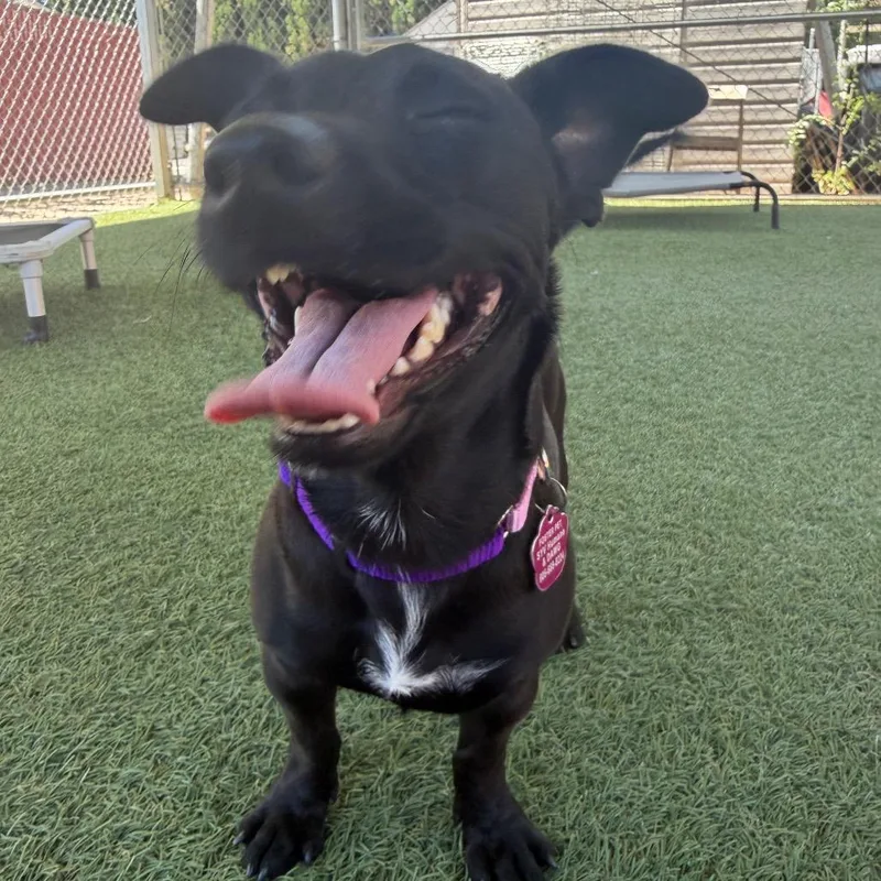 An adult small-sized female Black Chihuahua dog named Zinnia for adoption in Buellton, CA