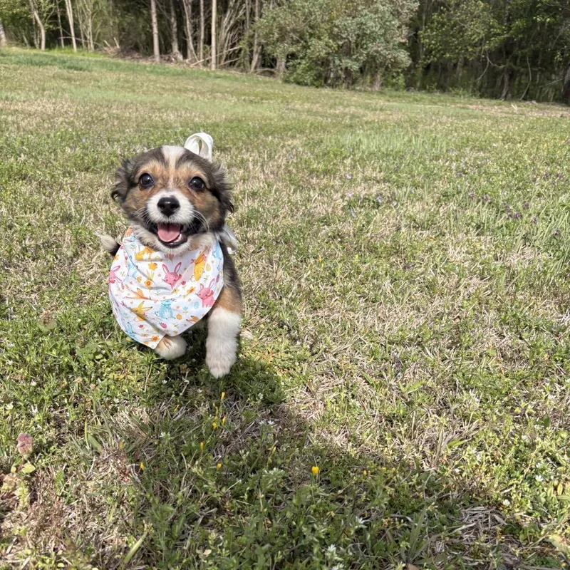 Butter Cookie thumbnail 2