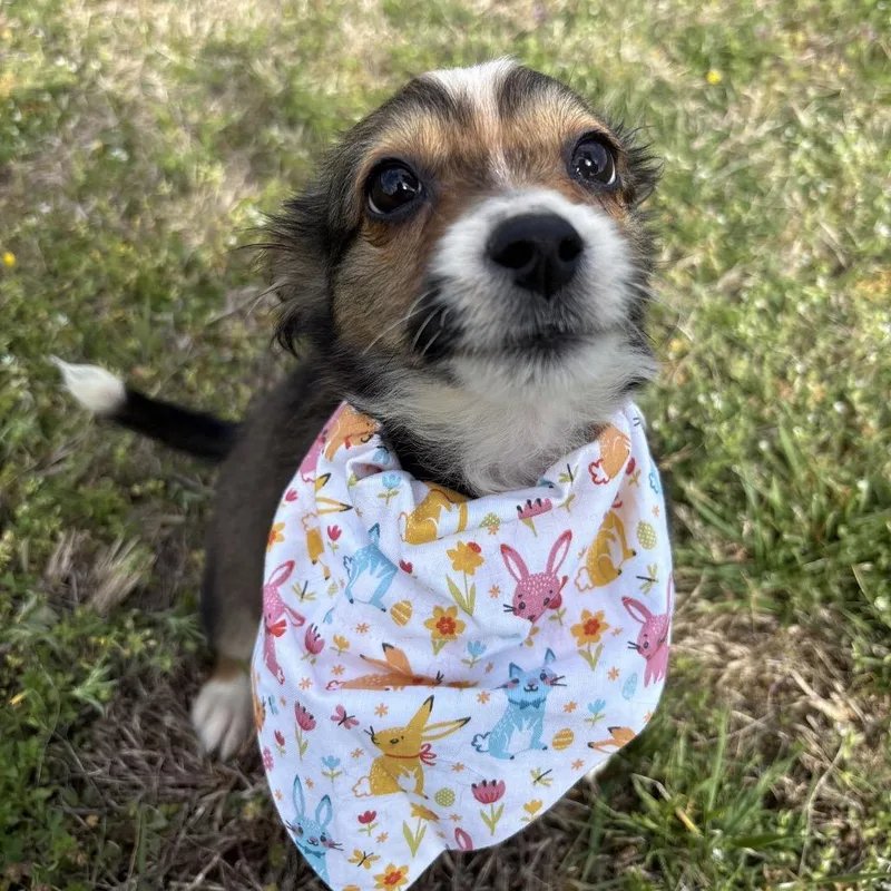 Butter Cookie thumbnail 3