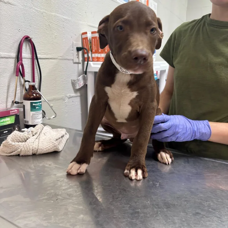 A baby medium-sized male Brown / Chocolate Labrador Retriever dog named Darby for adoption in Clanton, AL
