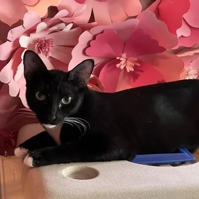 A young medium-sized female Black & White / Tuxedo Domestic Short Hair cat named Marie for adoption in Orange, CA