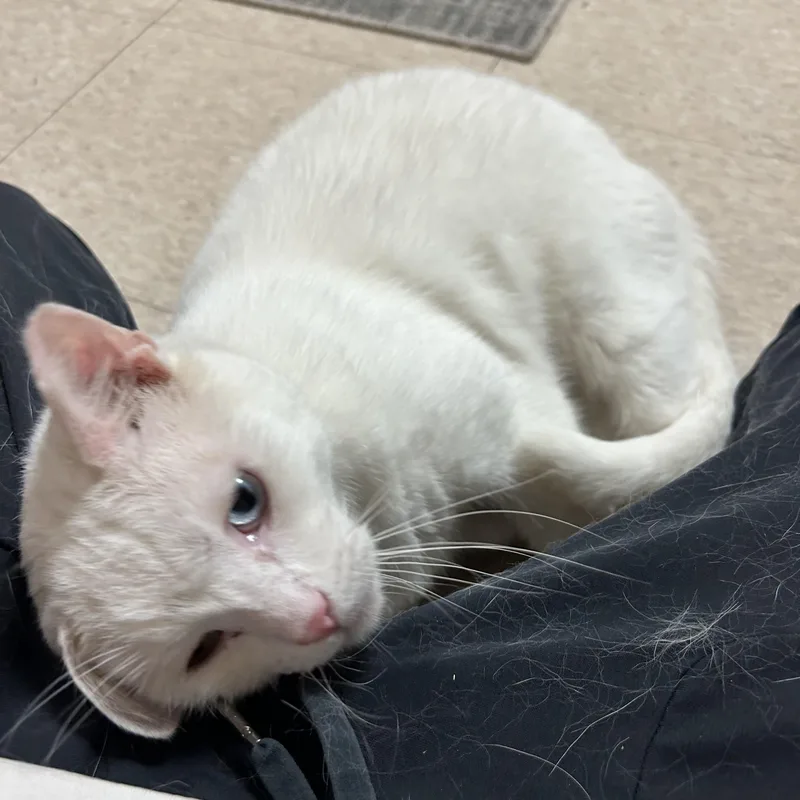 A young large-sized male White Domestic Short Hair cat named Beau for adoption in North East, MD