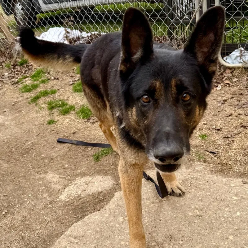 A young large-sized male Black Mixed Breed dog named Alex for adoption in Bennettsville, SC
