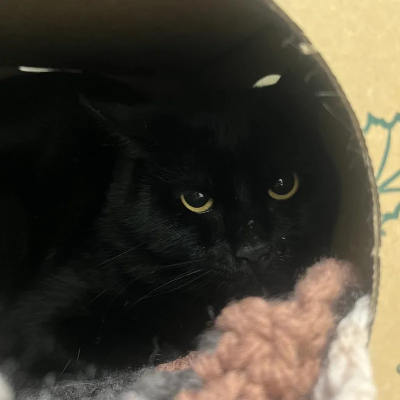 Salem