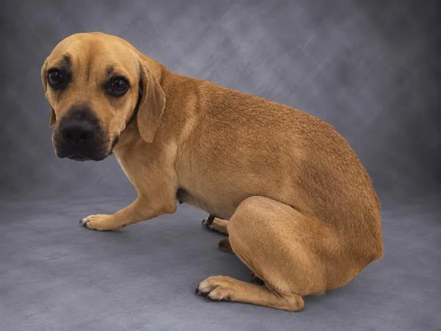 A young medium-sized female Black Mouth Cur dog named Kendall for adoption in Winter Haven, FL