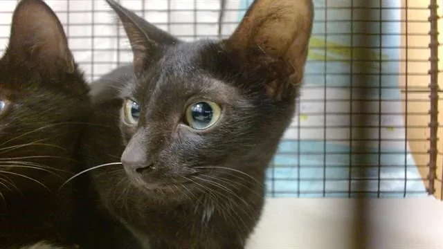 A baby small-sized male Domestic Short Hair cat named Larry for adoption in Miami, FL