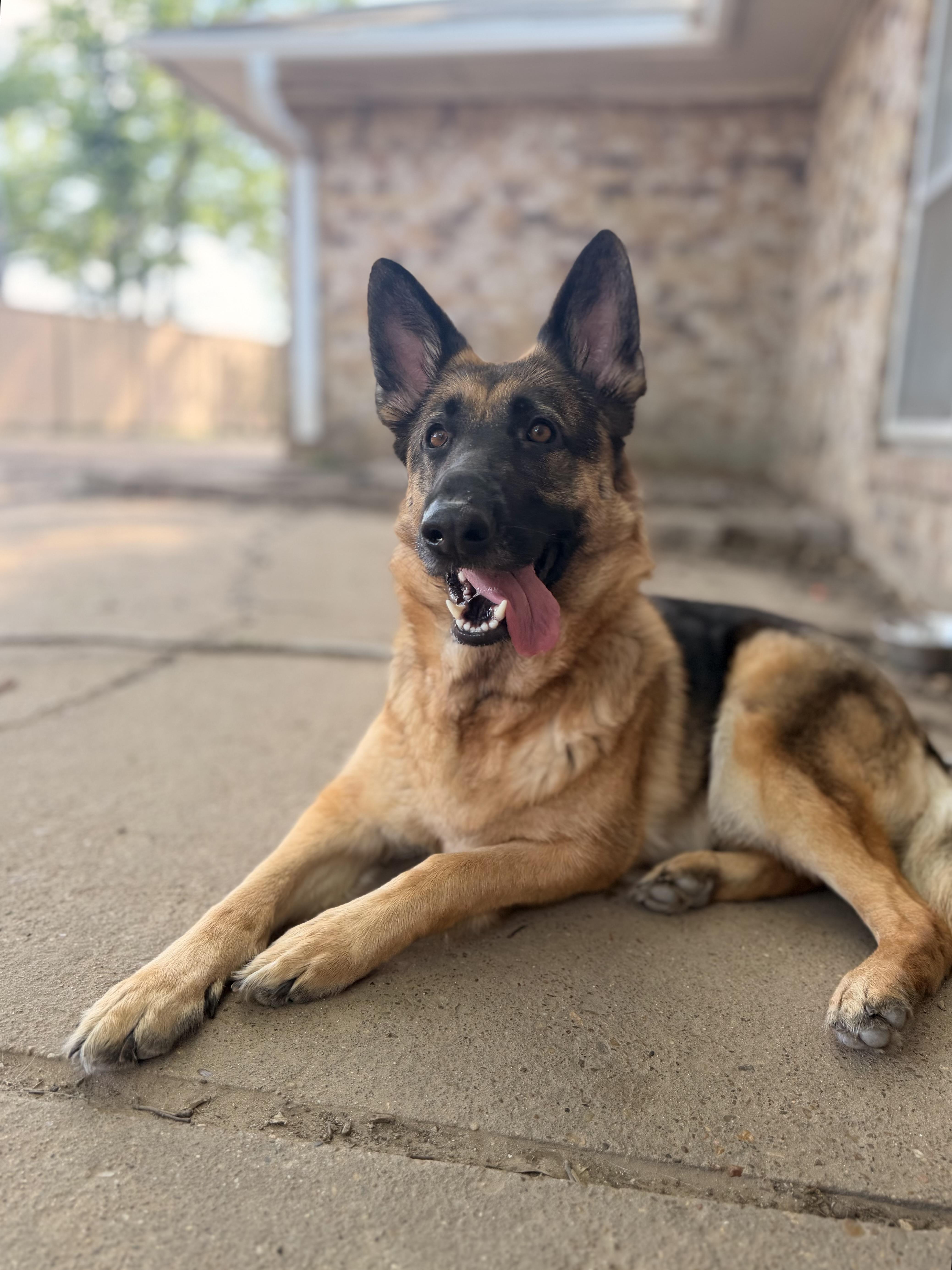 An adult large-sized female German Shepherd Dog dog named Mojo for adoption in Houston, TX