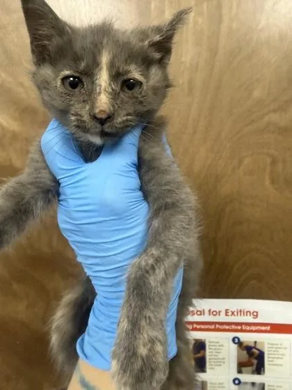 A young small-sized female Domestic Short Hair cat named B Sahara Petsmart Summerville for adoption in North Charleston, SC