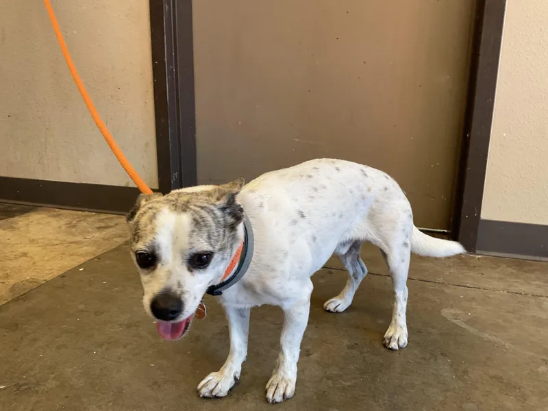An adult small-sized male Chihuahua dog named Mateo for adoption in Ontario, CA