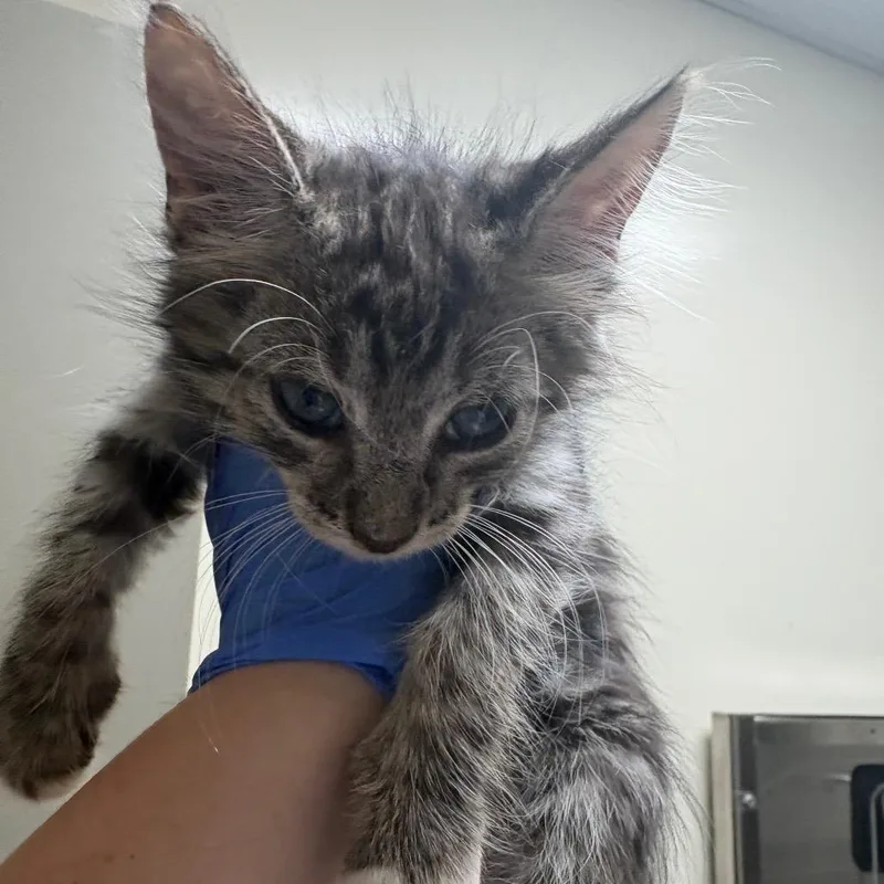 A baby small-sized male Black Domestic Long Hair cat named Sunny for adoption in Columbus, GA