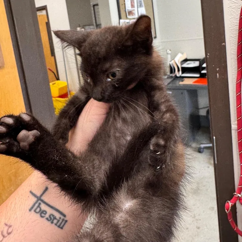 A baby small-sized male Black Domestic Short Hair cat named Glacier Freeze for adoption in Columbiana, AL