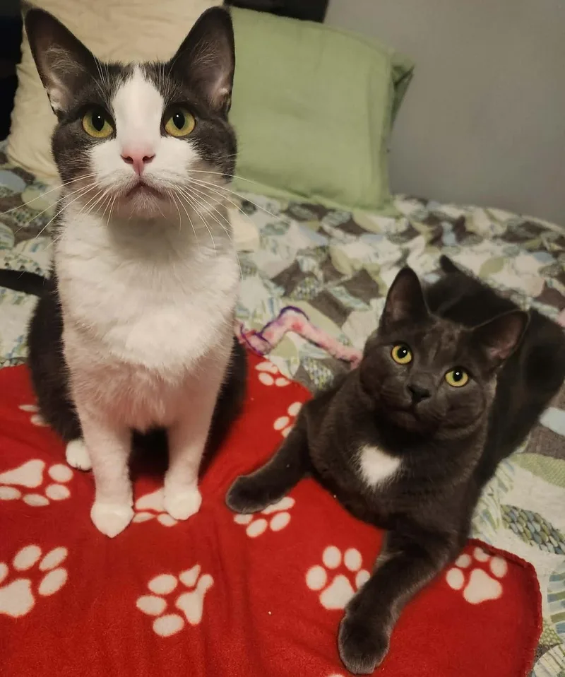 An adult medium-sized female Gray & White Domestic Short Hair cat named Pita for adoption in Chicago, IL