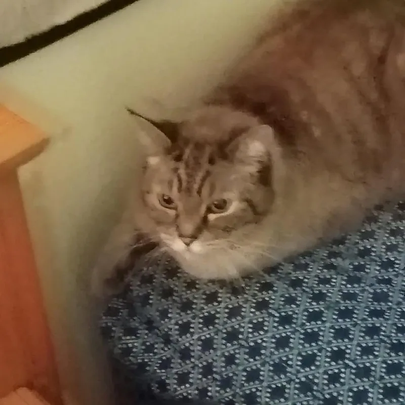 Yogi