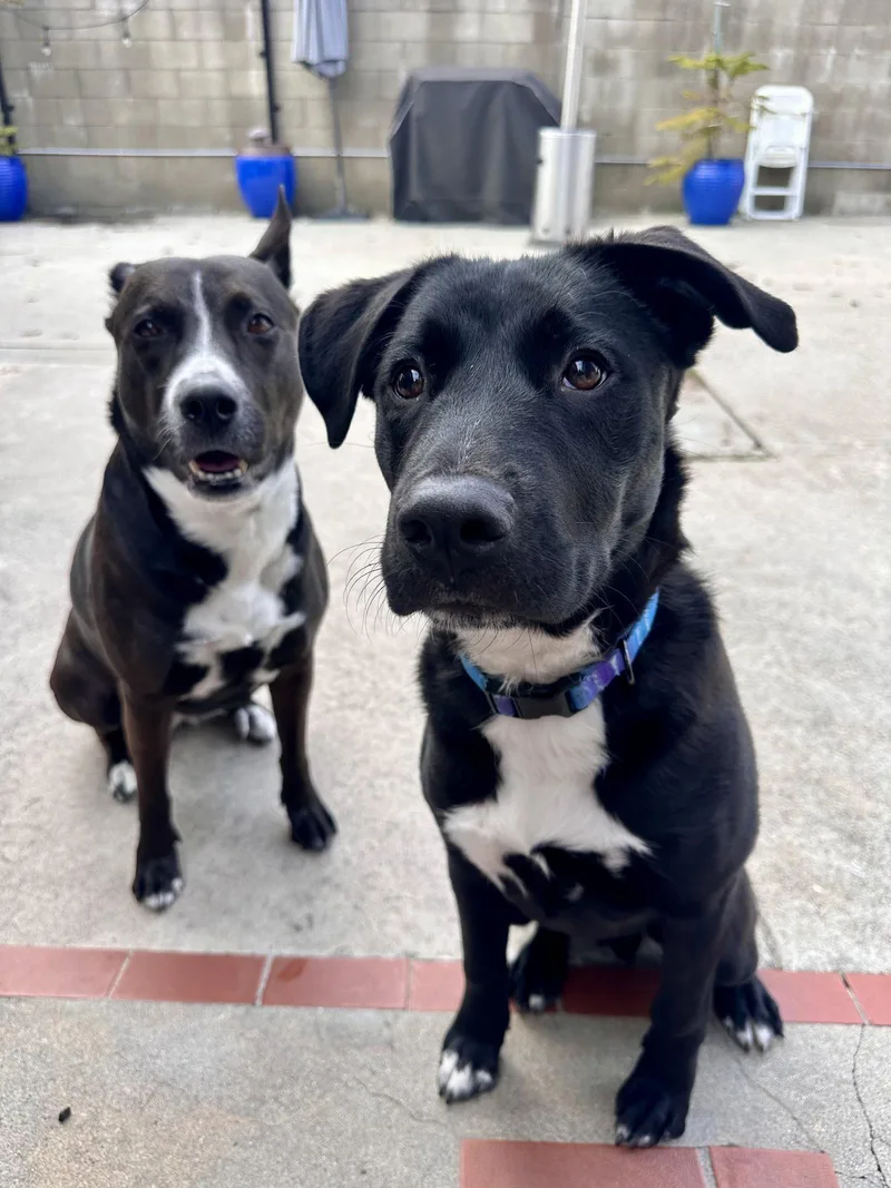 A young medium-sized male Black Labrador Retriever dog named Pluto for adoption in Roseville, CA