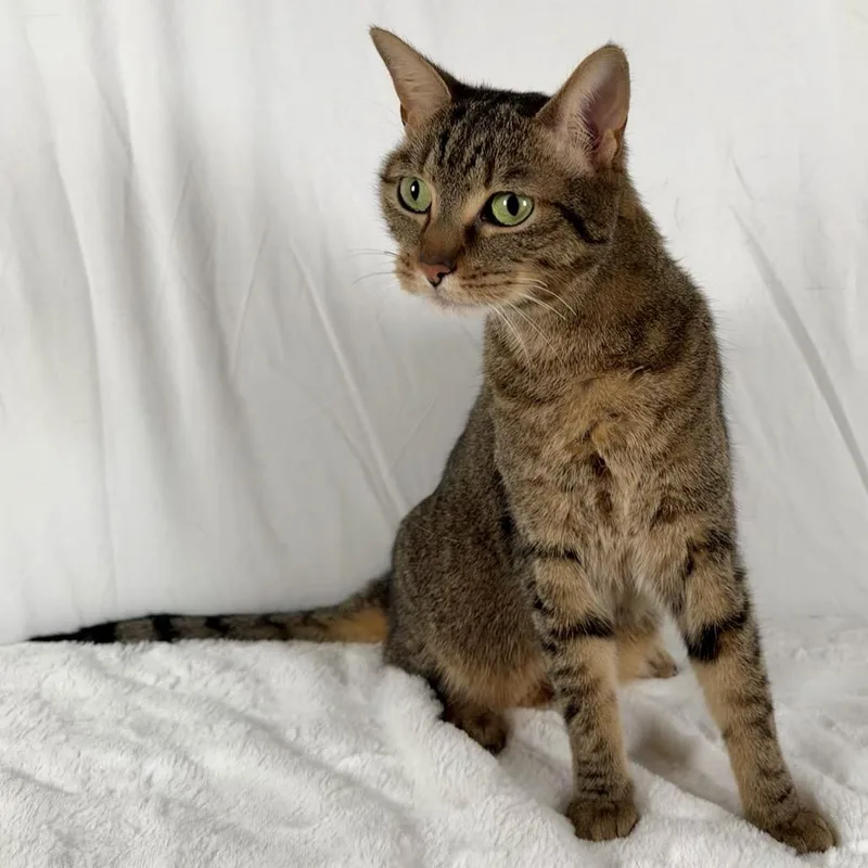 An adult medium-sized female Domestic Short Hair cat named Piglet for adoption in Johnson City, TN