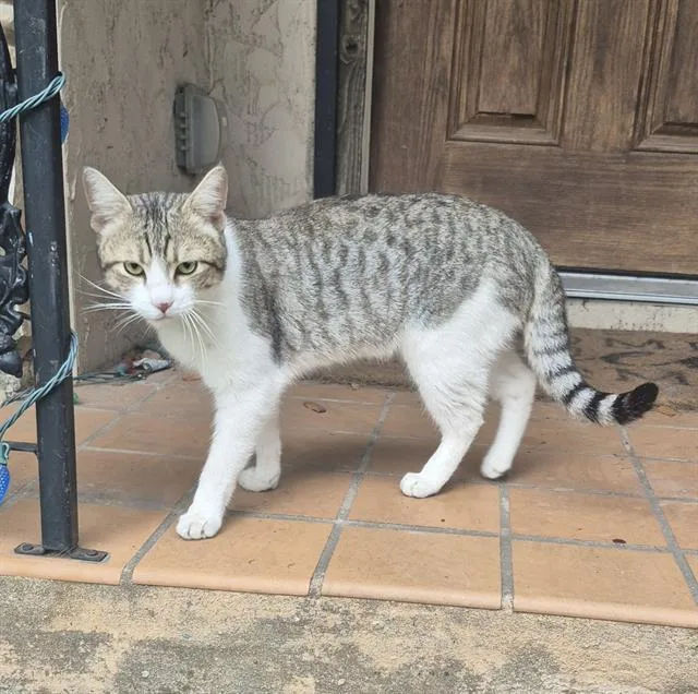 A young small-sized male Domestic Short Hair cat named A for adoption in San Antonio, TX