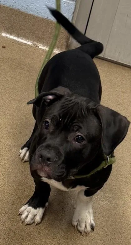 A baby medium-sized male Mixed Breed dog named Picadilly for adoption in Chamblee, GA
