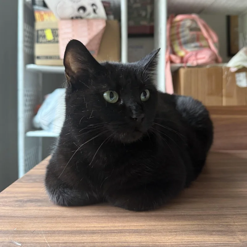 Minerva