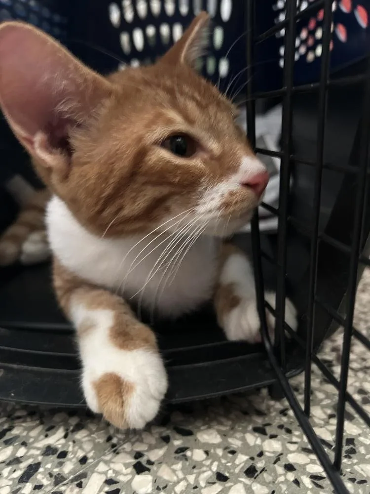 A baby small-sized male Orange & White Domestic Short Hair cat named Moises for adoption in Naranjito, PR