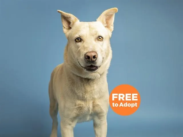 An adult large-sized male Carolina Dog dog named Roux for adoption in Phoenix, AZ