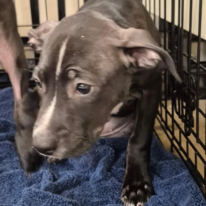 A baby small-sized female Black Mixed Breed dog named Morticia for adoption in Lake Panasoffkee, FL