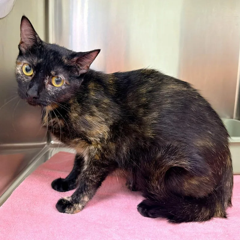 An adult medium-sized female Domestic Short Hair cat named Miami for adoption in Warrensburg, MO
