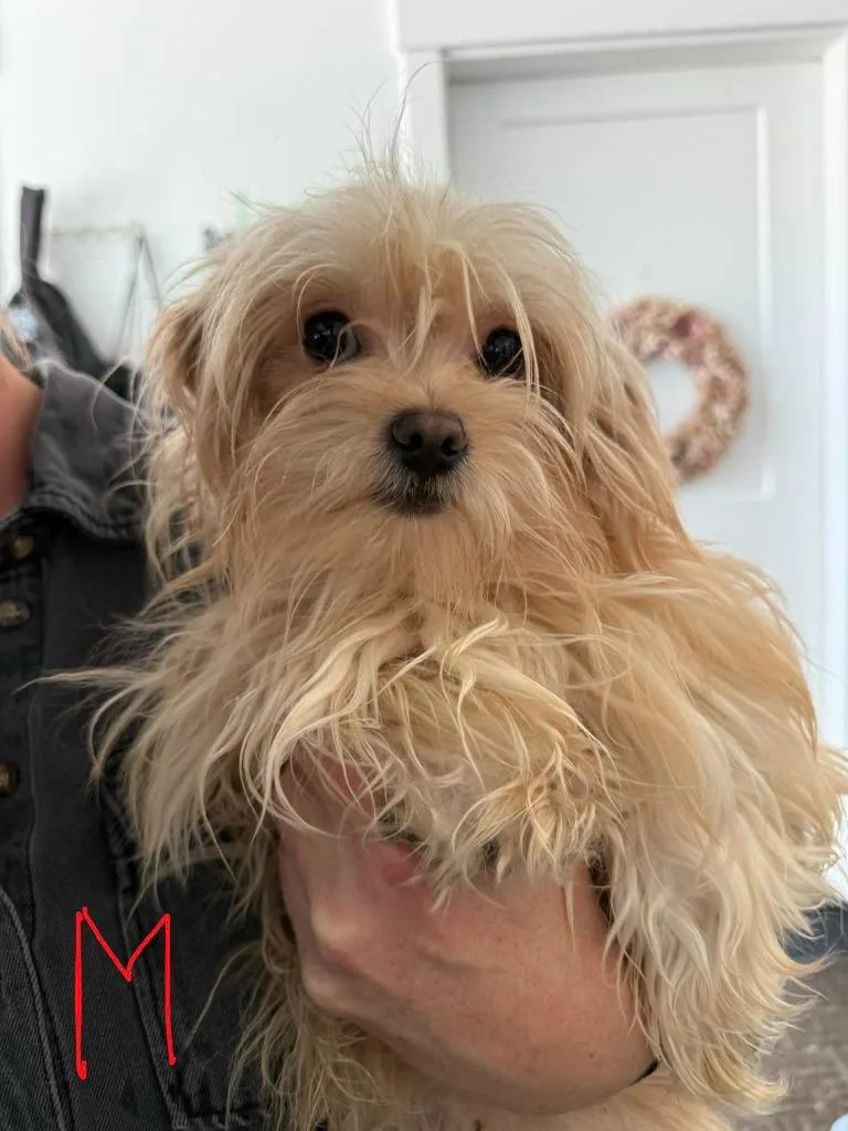 A young small-sized male Yorkshire Terrier dog named Franklin for adoption in Salt Lake City, UT