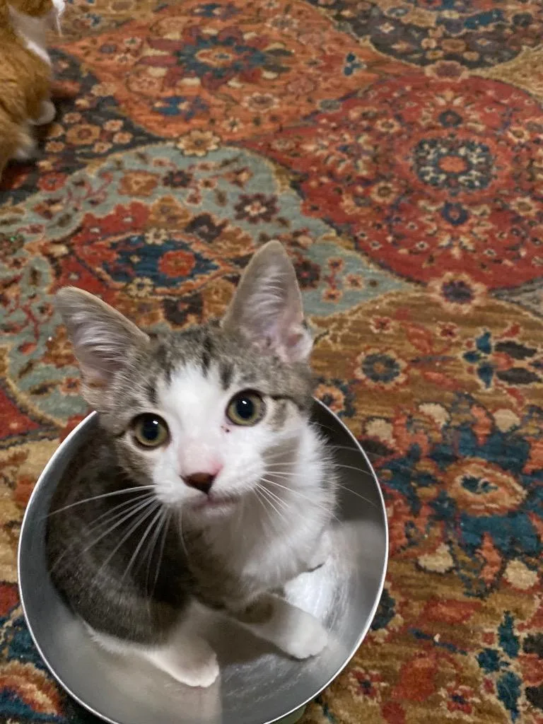 A baby medium-sized male Domestic Short Hair cat named Hopper for adoption in Johnson City, TN