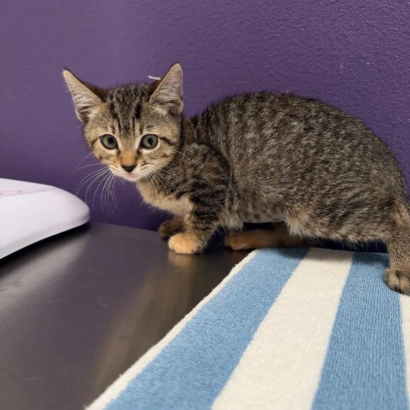 A baby small-sized female Brown / Chocolate Domestic Short Hair cat named Spicy for adoption in Englewood, FL
