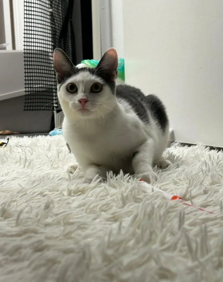 A baby medium-sized female Gray & White American Shorthair cat named Stephanie for adoption in Beverly Hills, CA