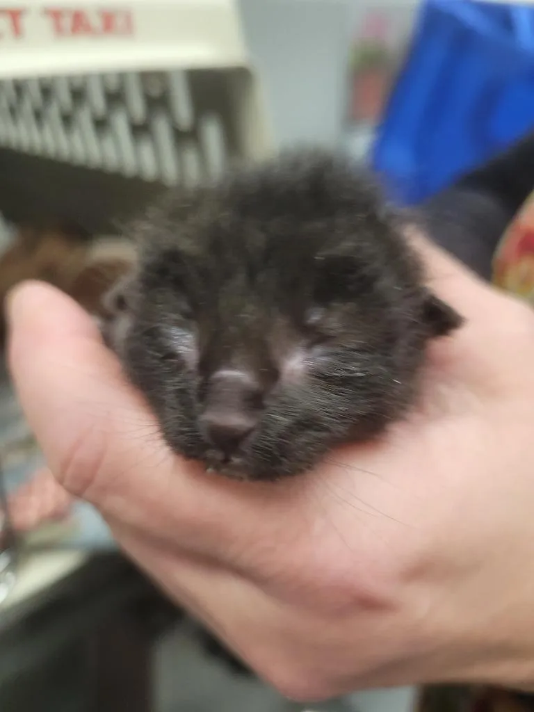 A baby small-sized male Domestic Short Hair cat named Capn Crunch for adoption in Angola, IN