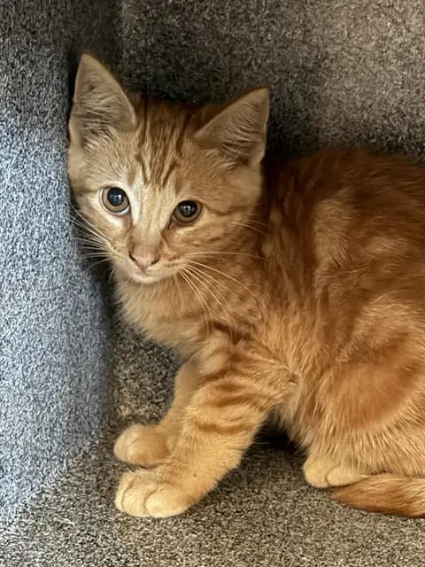 A baby small-sized male Domestic Short Hair cat named A for adoption in Chula Vista, CA