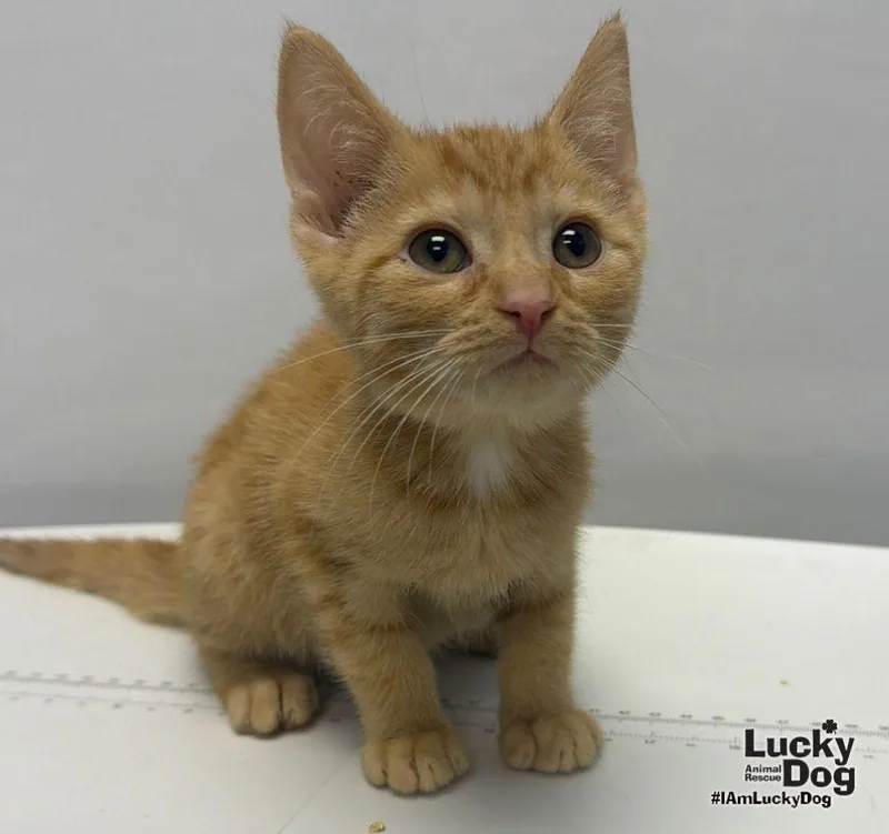 A baby medium-sized female Orange / Red Domestic Short Hair cat named Blitz for adoption in Washington, DC