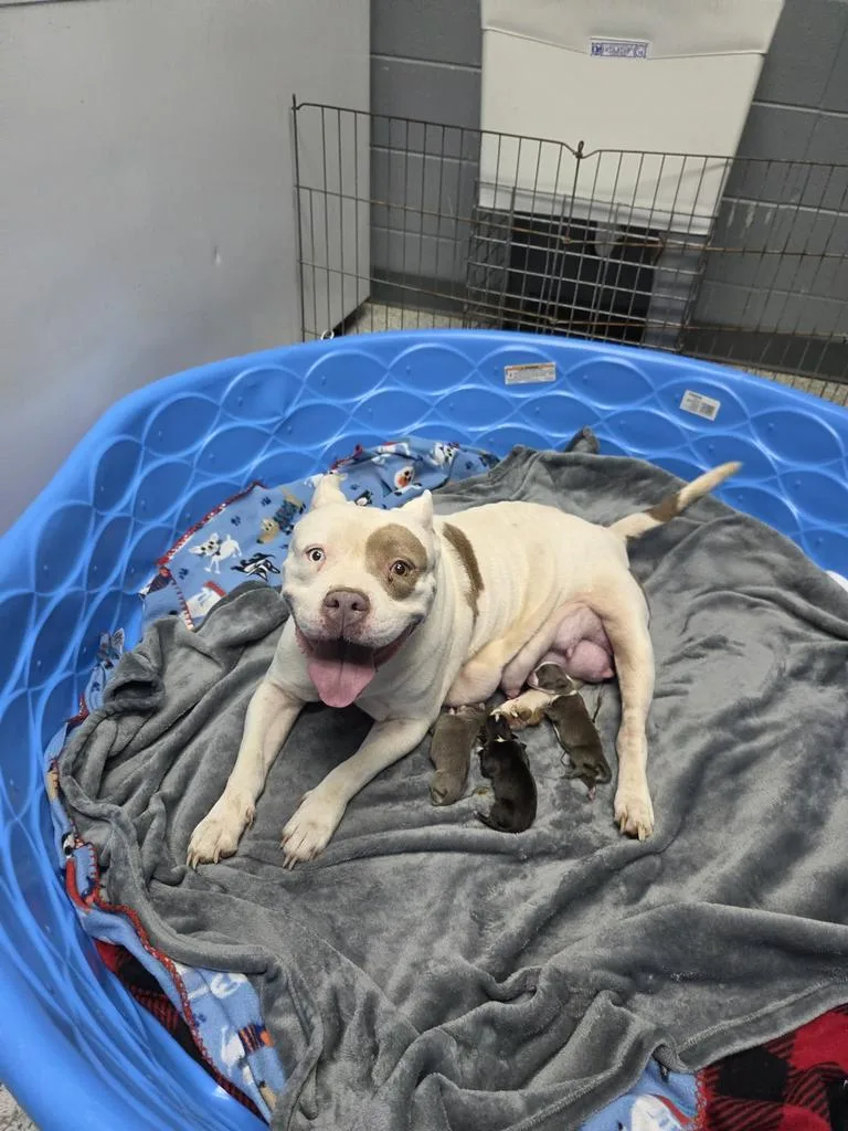 A young medium-sized female American Bulldog dog named Luna for adoption in Livingston, LA
