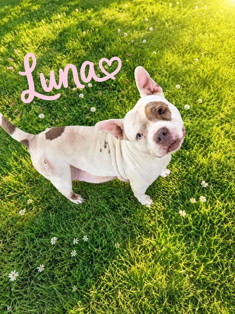 Luna thumbnail 2