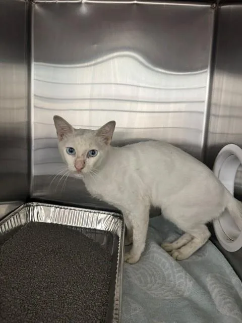 An adult medium-sized male Domestic Short Hair cat named Casper for adoption in Naples, FL