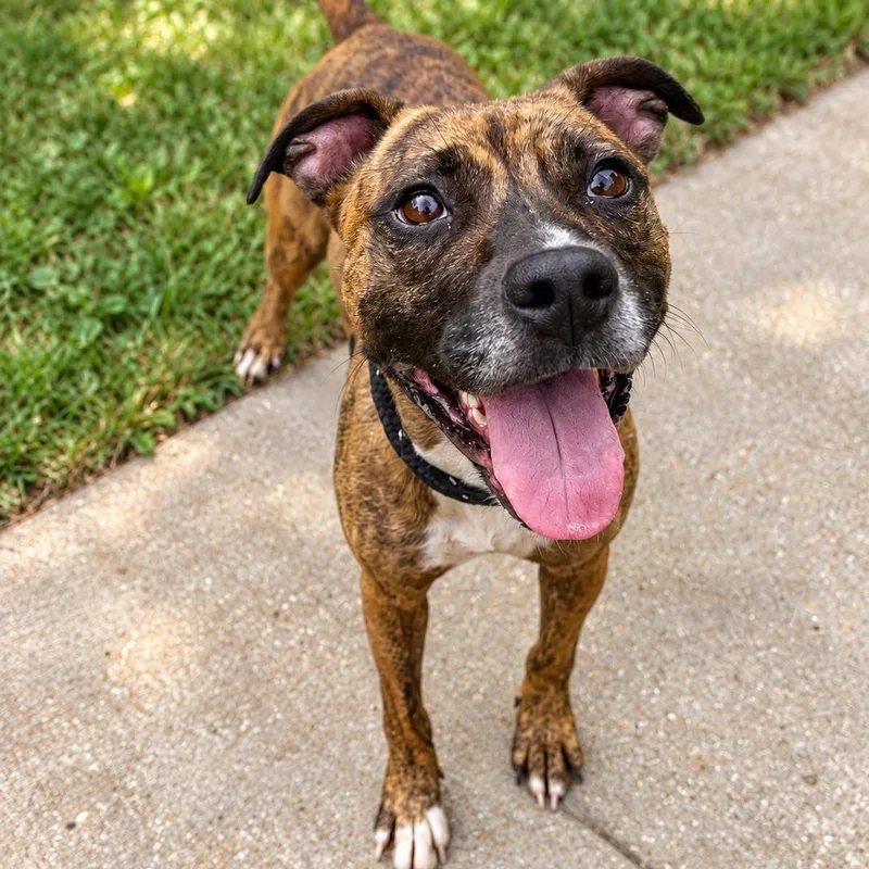 An adult medium-sized female Brindle Terrier dog named Salty for adoption in House Springs, MO