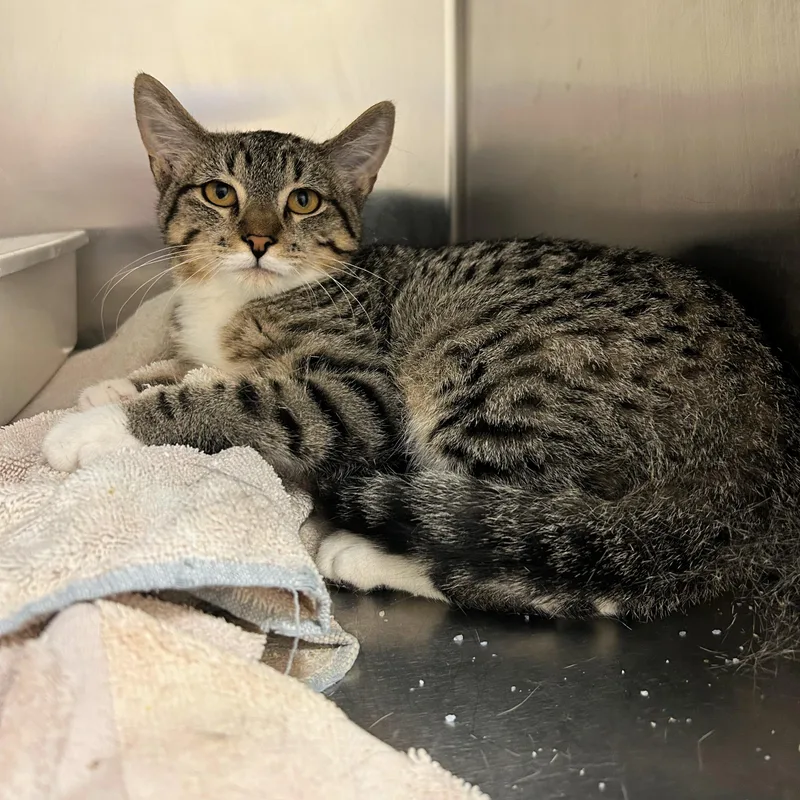A baby medium-sized male Tabby (Brown / Chocolate) Domestic Short Hair cat named Benny for adoption in Lindon, UT