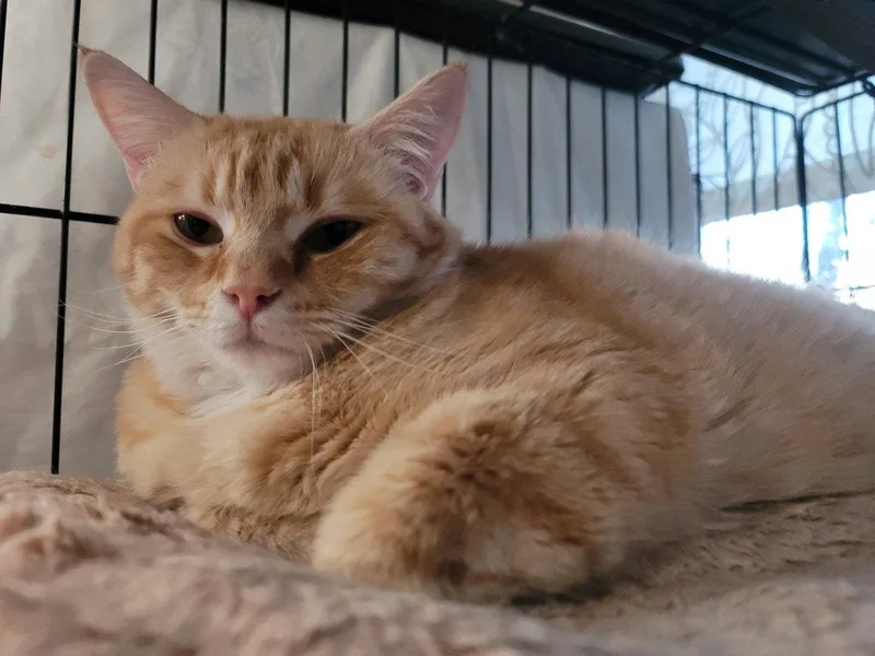 A young medium-sized male Orange / Red Domestic Short Hair cat named Rudy for adoption in Locust Grove, VA