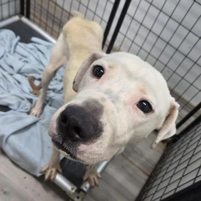 An adult medium-sized male White / Cream Pit Bull Terrier dog named Egret for adoption in St. Louis, MO