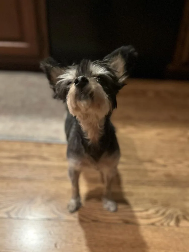 A senior small-sized female Yorkshire Terrier dog named Chey for adoption in Pottstown, PA