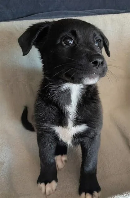 Pup